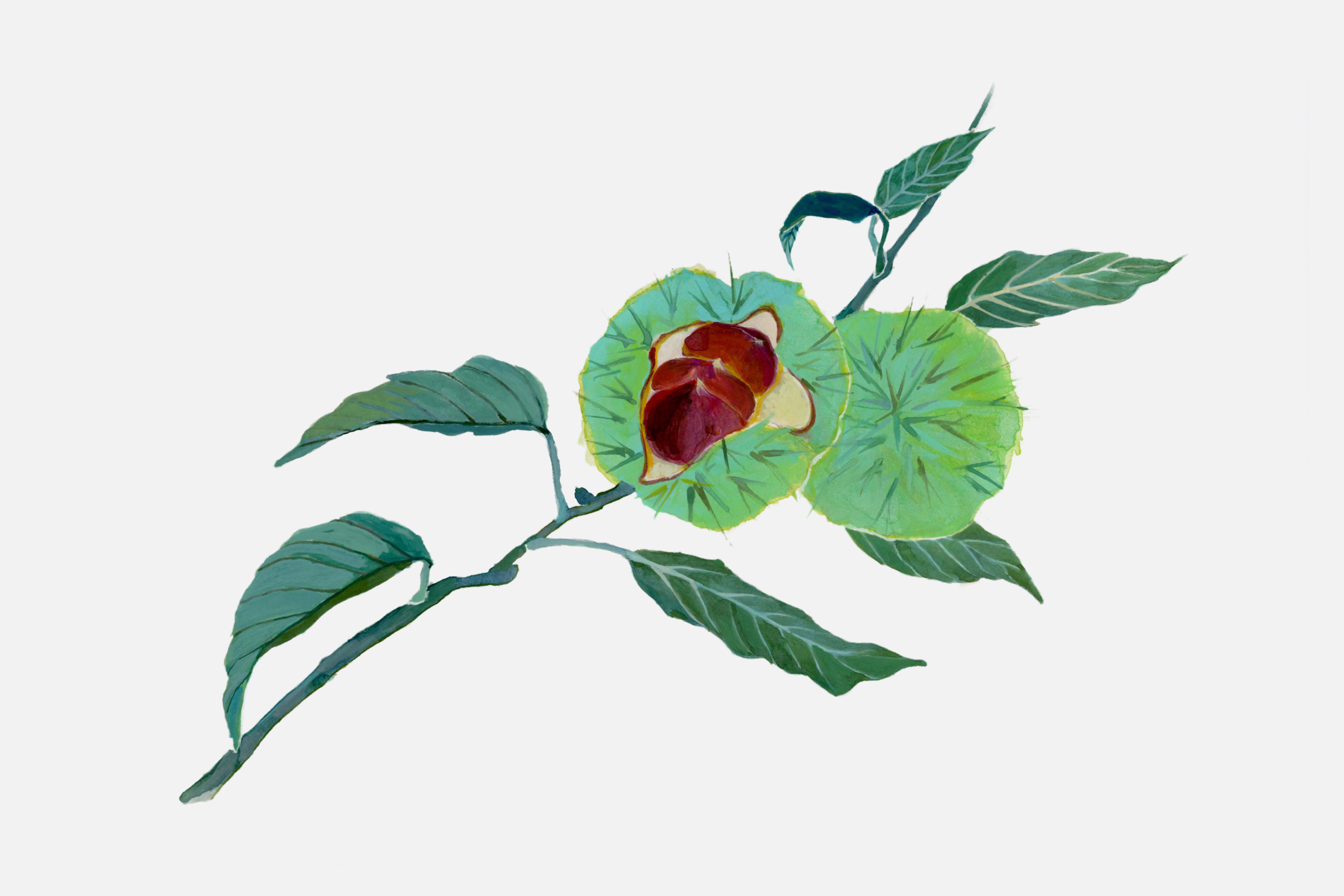 画像：Illustration